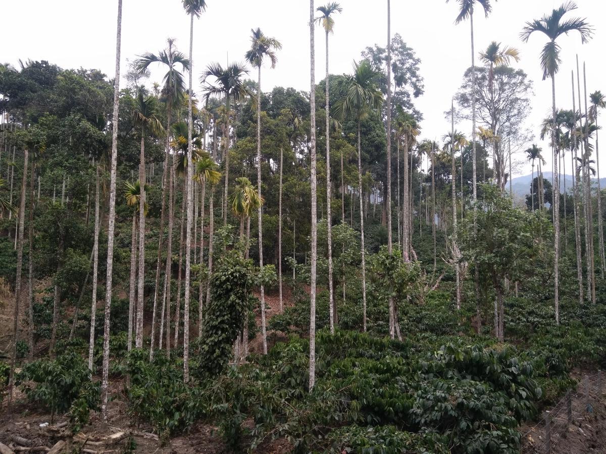 Wayanad Royal Stream Bed & Breakfast Kalpetta Exterior photo
